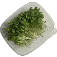 KORIANDER 70G