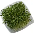 SOLSIKKER 140G