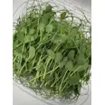 PISELLO ERTER 100G