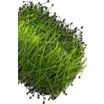 PURRE 70G