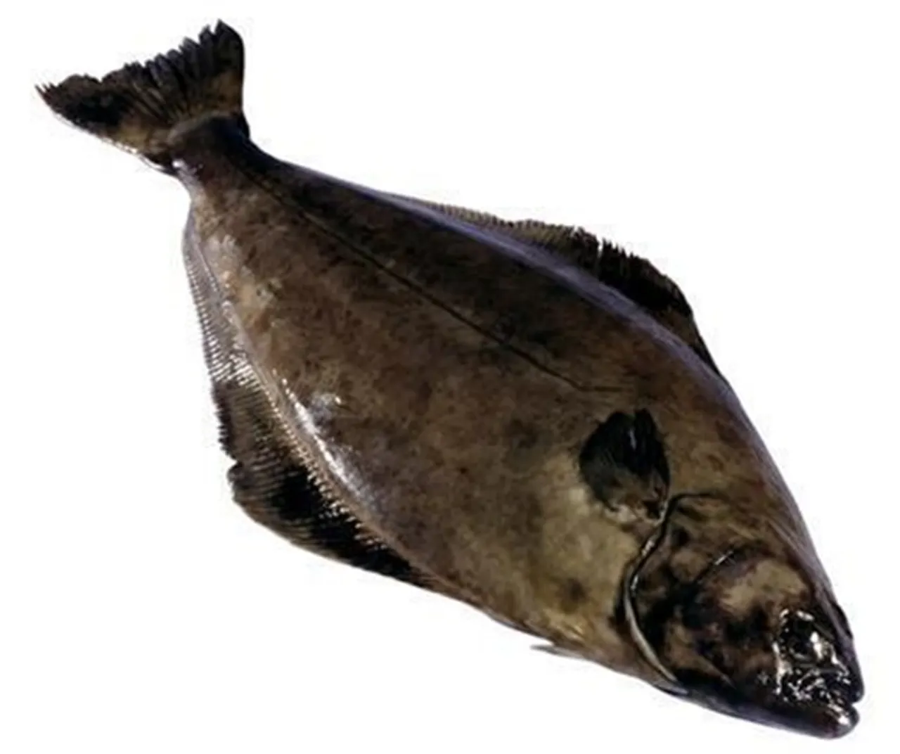 KVEITE 5-20KG VILL