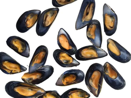 BLÅSKJELL FERSK 1KG MAP BLÅSKJELL FERSK 1KG MAP