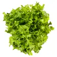 CRISPI FRISÉE LØSVEKT SALAT SPISEKLAR 1.5KG ONNA