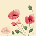 SERVIETT BIODUNISOFT 40CM POPPY CHARM