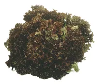 SALAT LOLLO ROSSO RØD STK