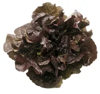 SALAT BATAVIA RØD STK