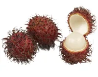 RAMBUTAN KG