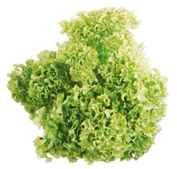 SALAT LOLLO GRØNN STK