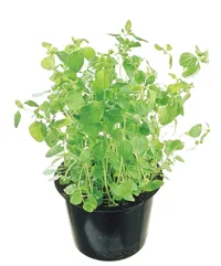 OREGANO URT KRYDDERP. POTTE