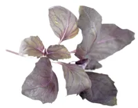 BASILIKUM RØD URT POTTE