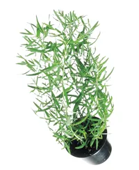 ESTRAGON, URT, FRISK POTTE