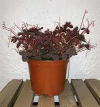 URTER OXALIS POTTE STK