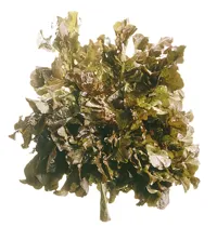 SALAT EKEBLAD GRØNN ELST. STK