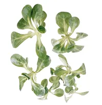 SALAT FELD STK