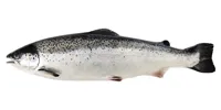 LAKS HEL 3-4KG