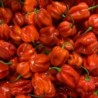 HABANERO PEPPER RØD KG
