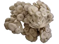 SOPP SHIMEJI HVIT 20x150GR