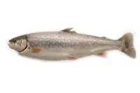 ISHAVSRØYE HEL FERSK KG