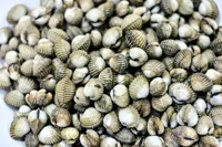 HJERTESKJELL FERSK 1KG NETT