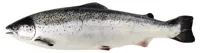 LAKS HEL 3-4 KG POLAR
