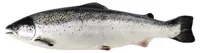 LAKS HEL 2-3 KG POLAR