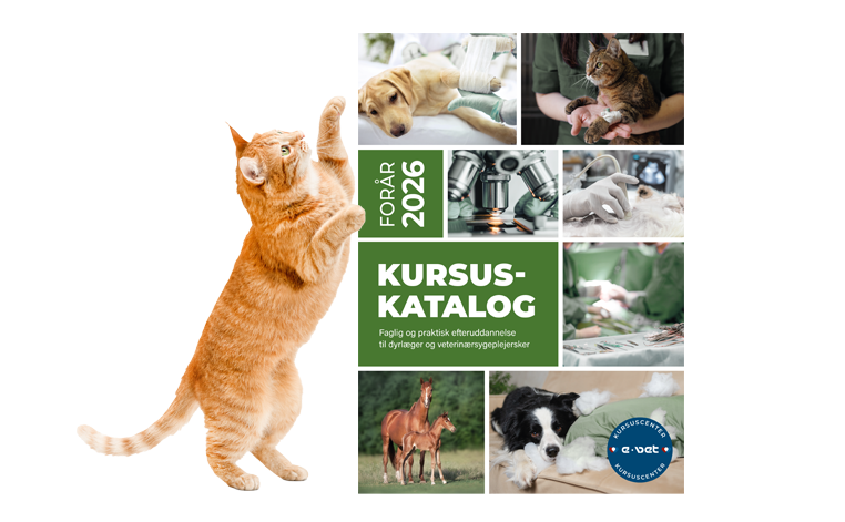 Kursuskatalog_web_762x471_Spring_2026_UBG.png