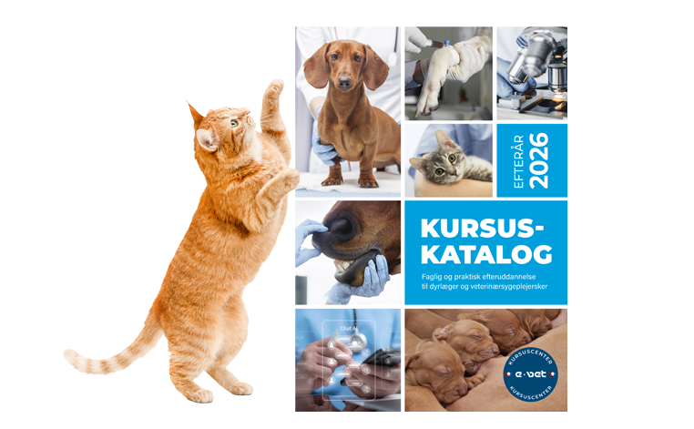 Kursuskatalog_web_762x471_Fall_2026.png