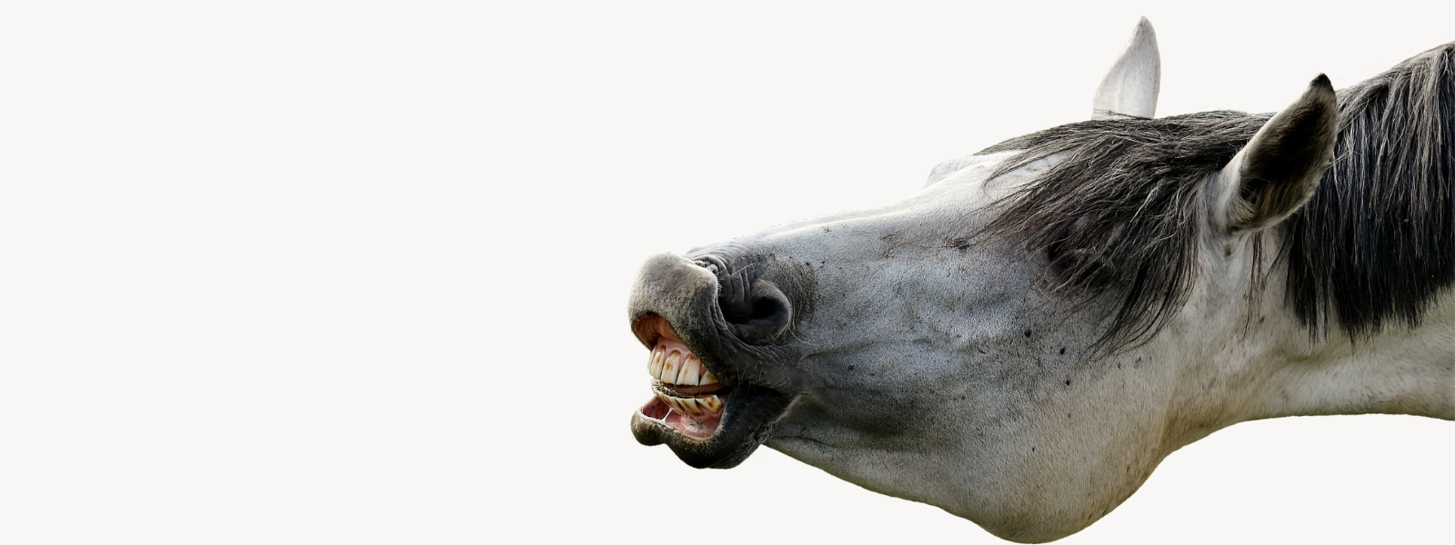 Unavngivet (1600 × 600px) (9).png