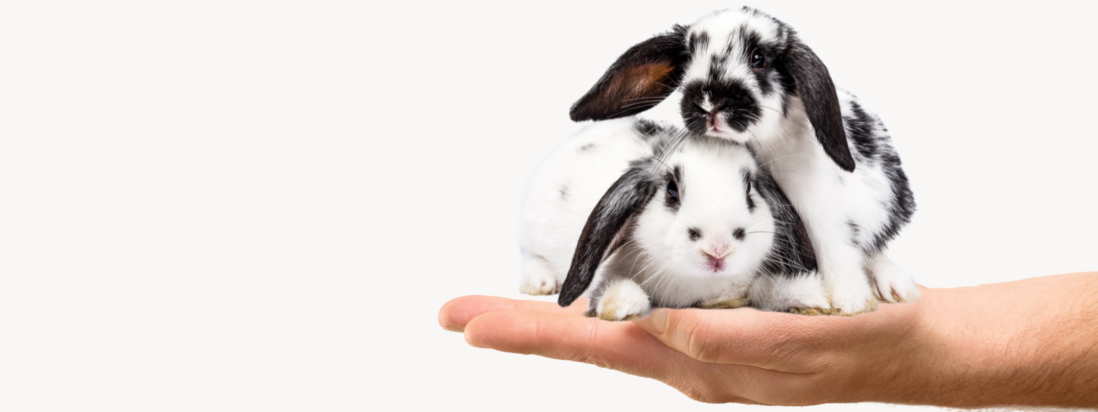 Unavngivet (1600 × 600px) (2).png