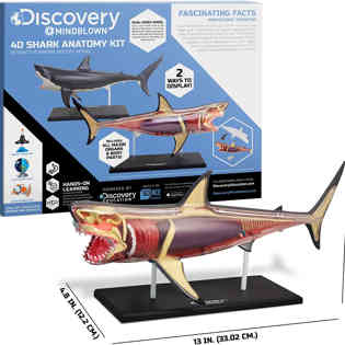 ديسكوفري - تشريح القرش