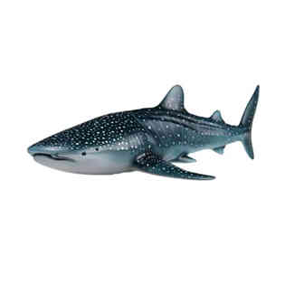 ريكور - قرش الحوت ( راينكودون تايبوس )