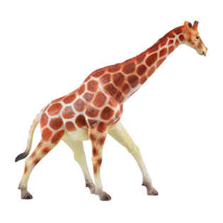 ريكور - الزرافة كاميلوبارداليس